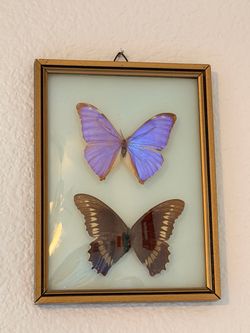 Framed Real Butterfly Specimen Display