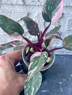 Pink princess philodendron marble galaxy - exotic live decor houseplant