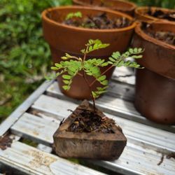 Koa Seedlings, Pohole Fern( Fiddlehead,edible) Mountain  Apple, Ice Cream Banana Trees Plants