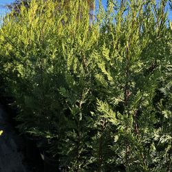Leyland Cypress 