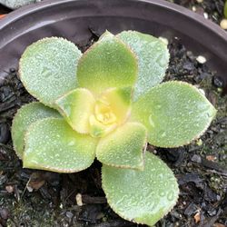 Cactus and Succulents 4”inch Pot