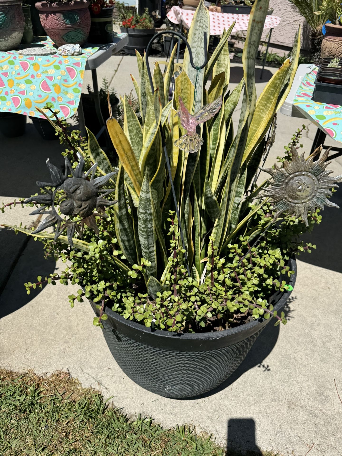 Succulent Arrangement