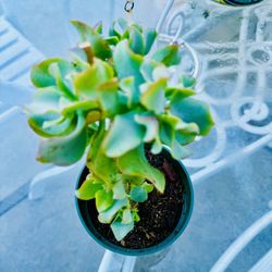 Crassula Ripple Jade Succulent Plant- In 3 Inches Pot