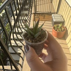 Adorable Plants/ Succulents 