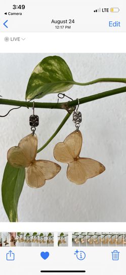One of a kind set of real butterfly earrings with sterling silver accents. 