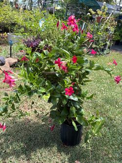 Red Mandevilla vine