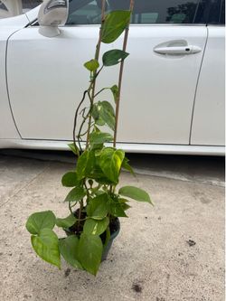 Pothos