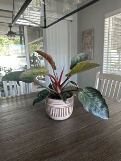 Plant