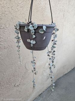 Variegated String of Hearts