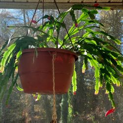 20+ Year Old Thanksgiving Cactus Unrooted Cuttings 