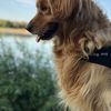 LUCKY IS A DOG