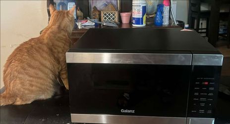 microwave ignore obese cat