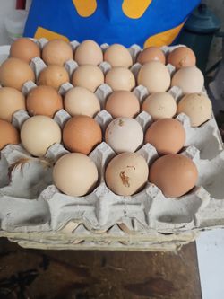 Huesos Organicos