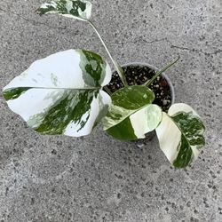 Monstera Borsigiana Albo Variegated Rooted