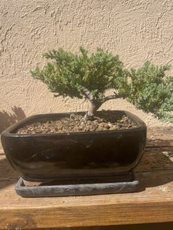 Bonsai Juniper