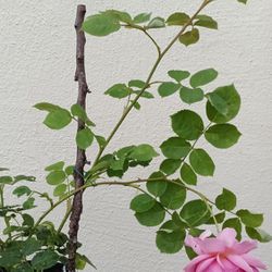 Blooming Rose Plant 1-gal Beautiful Color Fragrant Princess Alexandra of Kent