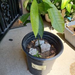 Planta De Mango