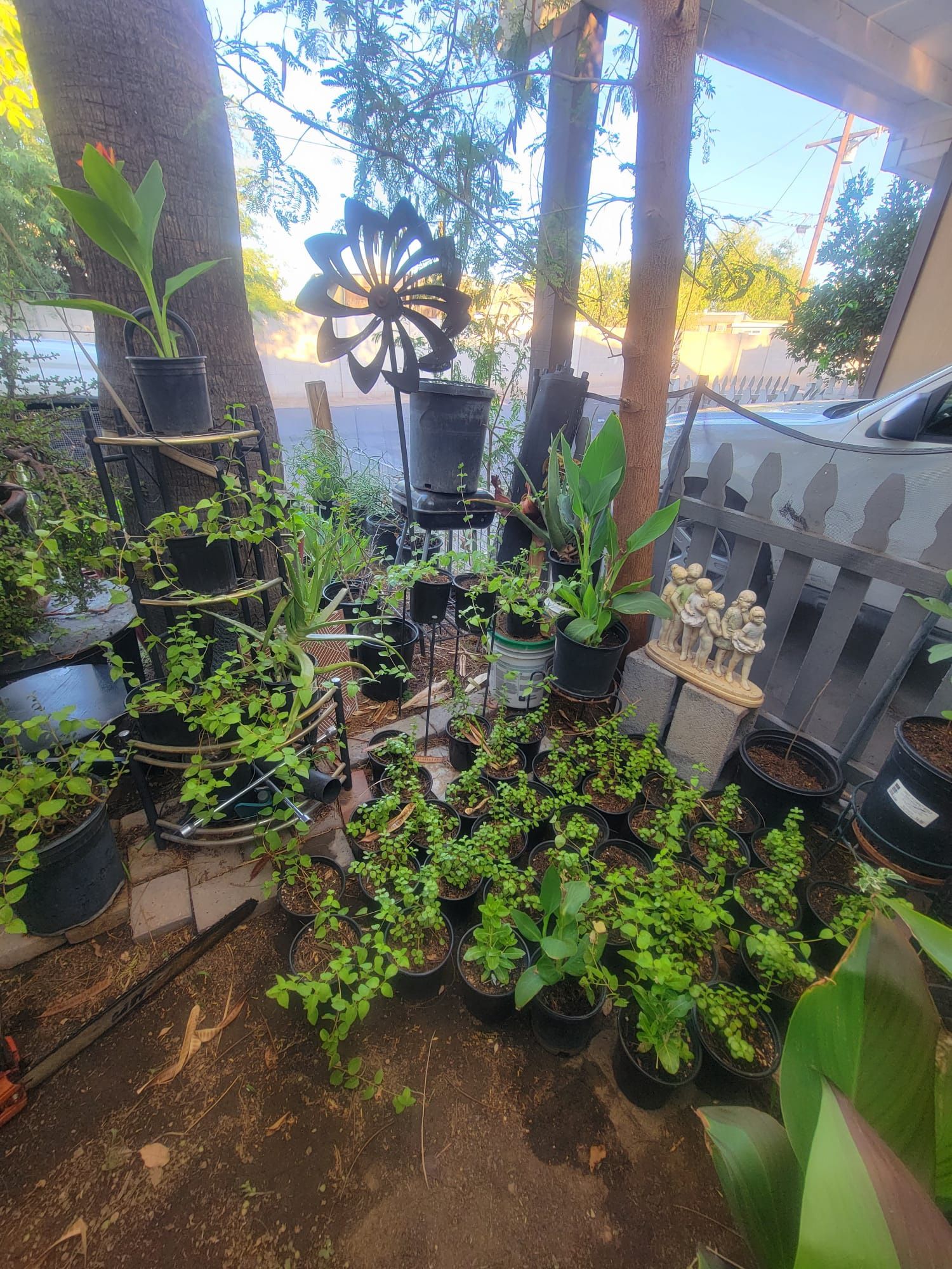 Lantana And Elephant Plant