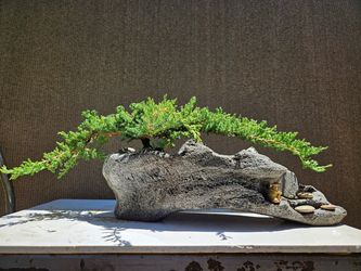 Old Juniper Nana Bonsai Tree on Rock