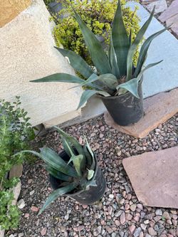 Green/blue agave plants