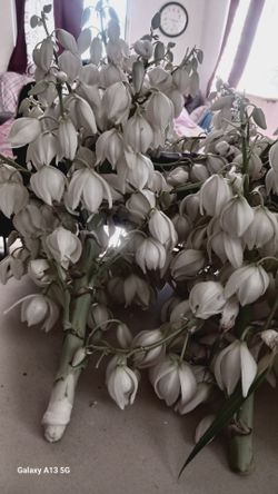 Flor de izote.