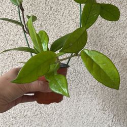 Beautiful Hoya Carnosa Plant