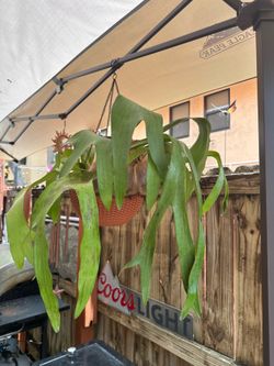 Staghorn, Platicerium