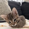 Junior 
