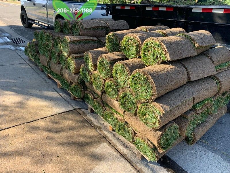 Best QUALITY Sod