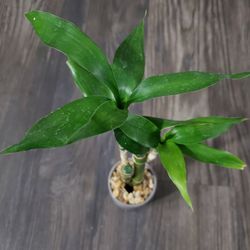 Bamboo Plant With Ceramic Pot 