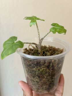 Alocasia Brancifolia- Small Plants