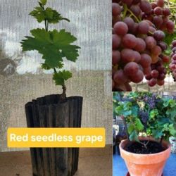 Viñas De Uva  Sin Semilla 🍇 