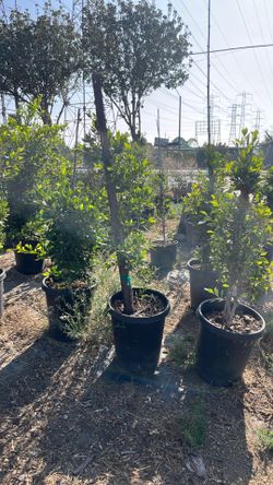 Ficus