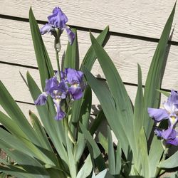 Irises Perennial Plants.