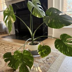 Rare Plant Bundle Deal: Thai Constellation + Variegated Rubber Plant + Pots! 🪴🪴🌱