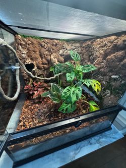 Bioactive terrarium 18 x 18 x 18