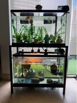Double Aquarium Setup – 2 Glass Tanks + Heavy-Duty Metal Stand