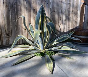 Agave Plant