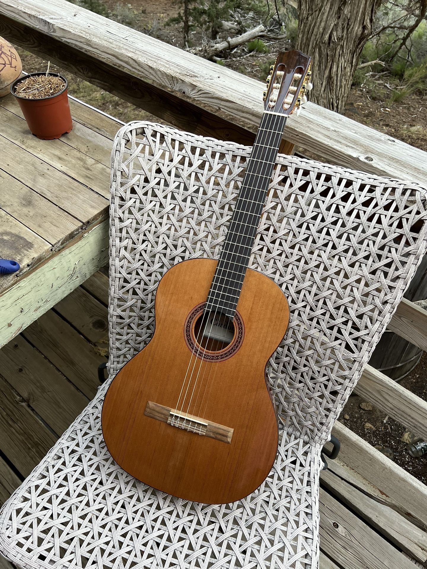 Cordoba C5 Nylon String Acoustic Guitar - Cedar