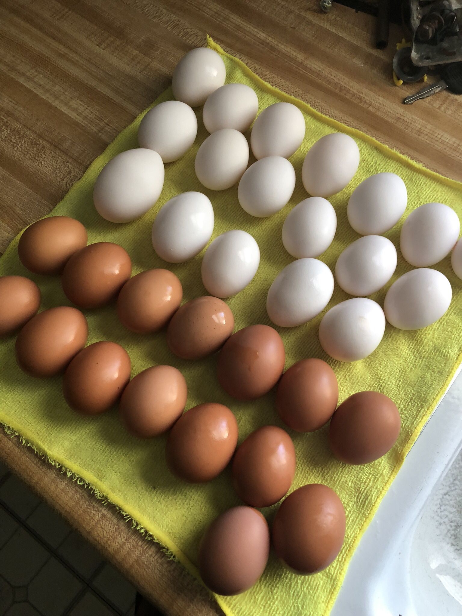 Organic Eggs. / Huevos De Granja 