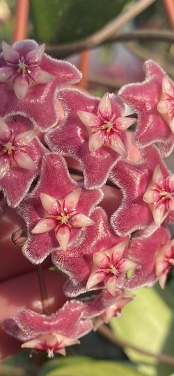 Hoya publicalix
