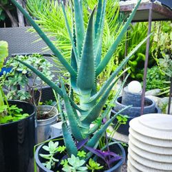 Aloe California Hybrid w/ Ghost Plant & Purple Heart Succulents 🪴