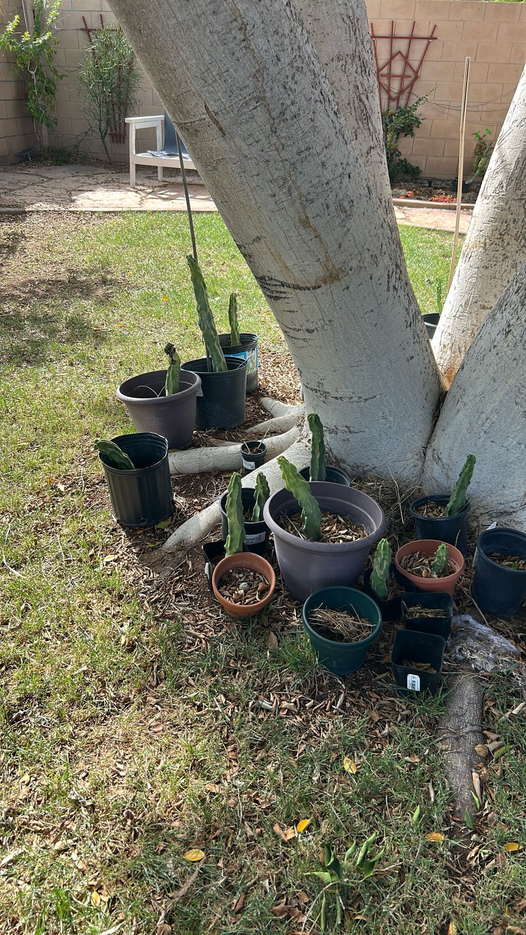 FREE Spineless Succulents