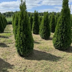 Privacy Tree Sale FREE DELIVERY! Emerald Green & Green Giants 