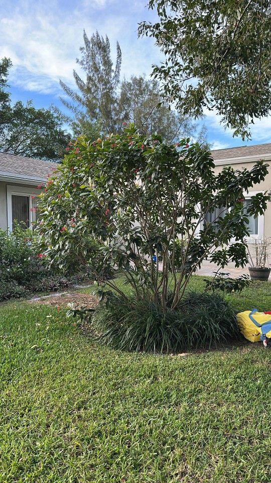 Se Regala  Una Perra Muy Linda