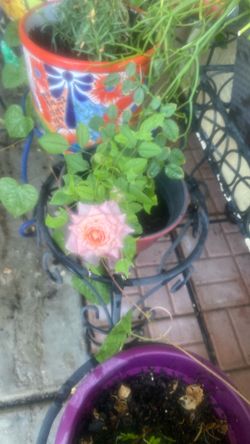 Bonsai rose bush