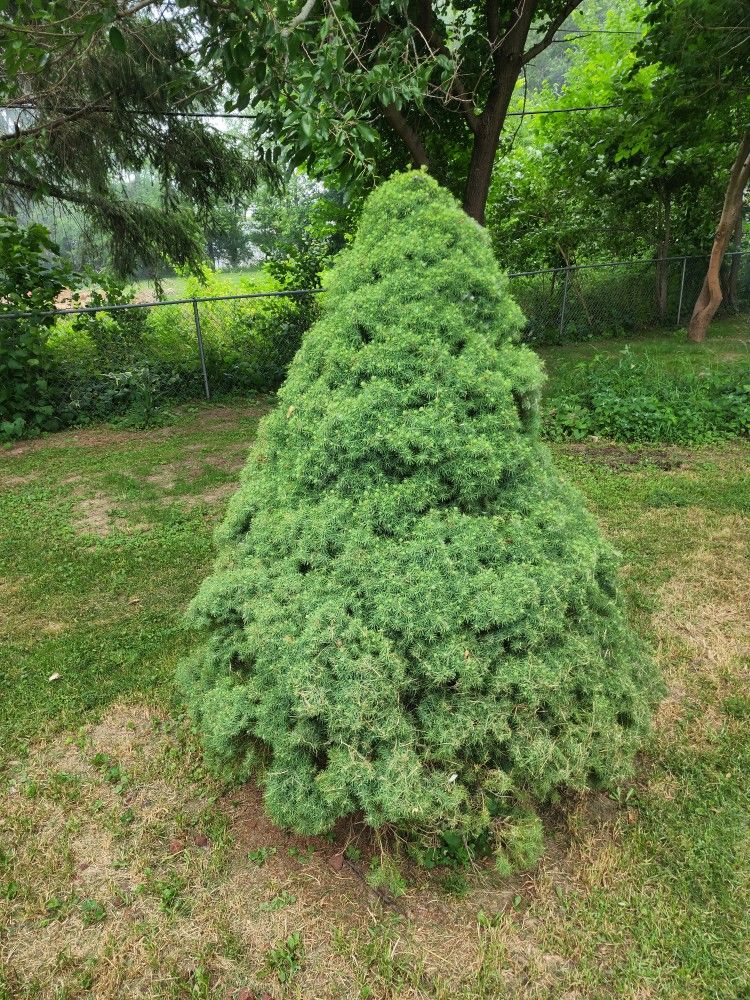 Two Dwarf Alberta Spruce Tree 6ft Tall