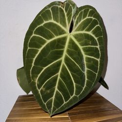 Anthurium PapixMag x Besseae Aff