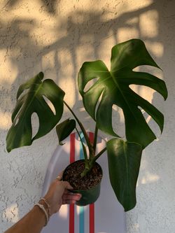 Monstera Deliciosa 