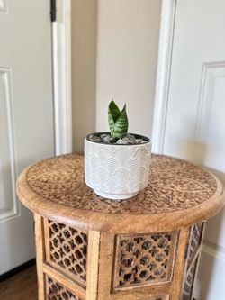 Bird nest Sansevieria ( snake plant)